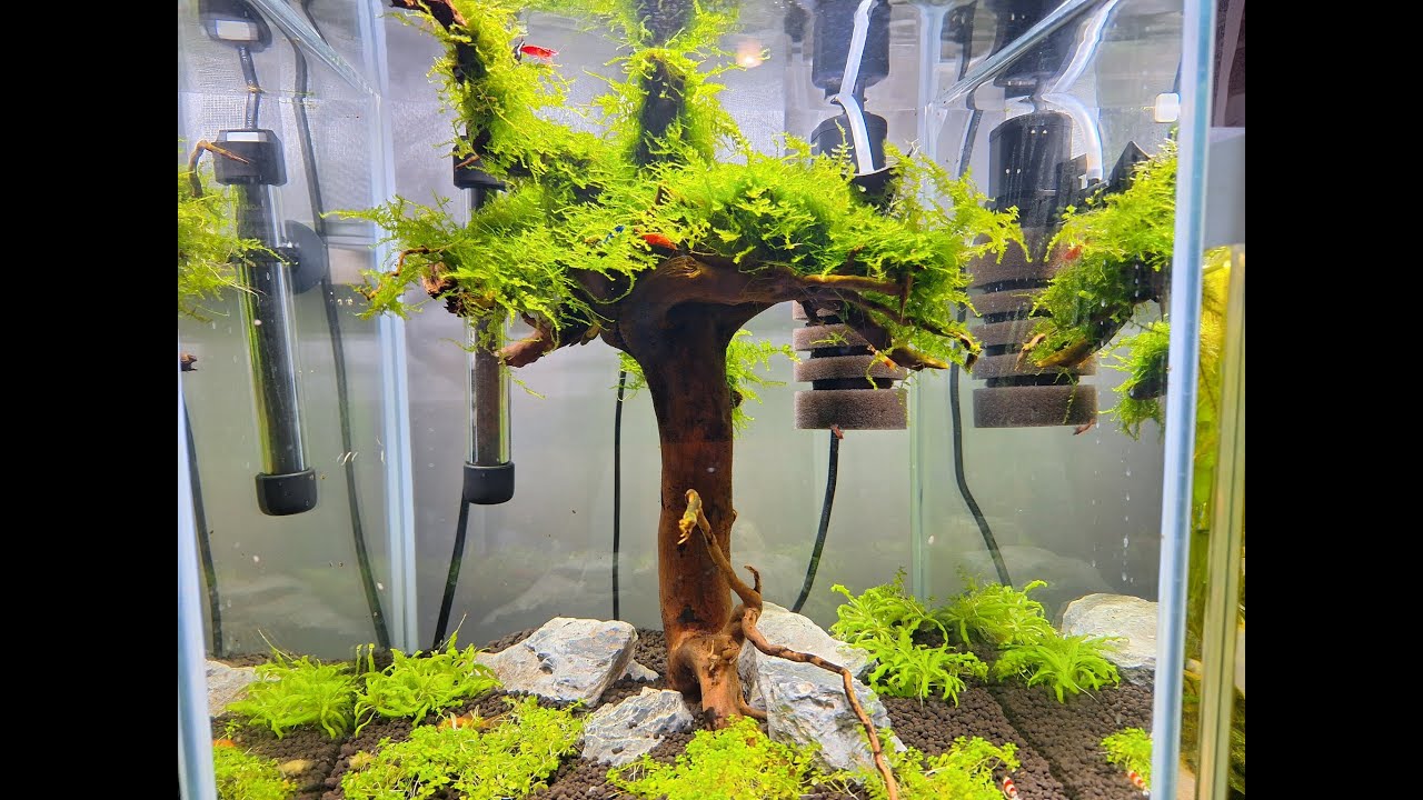 Nowa kostka 30L - premiera na yt... krewetkarium założone przed miesiącem
