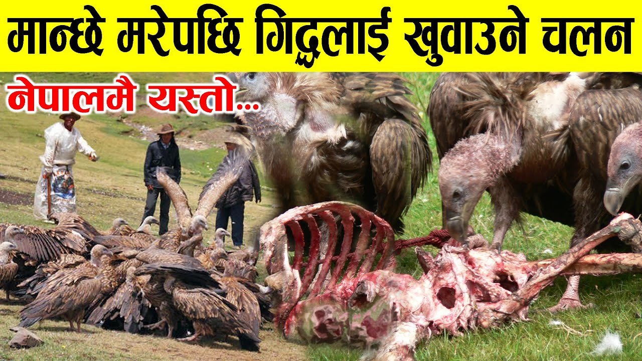 मान्छे मरेपछि लासलाई गिद्धलाई खुवाएर अन्त्येष्टि गरिने नेपालको अचम्मको चलन, Tibetan Sky burial.