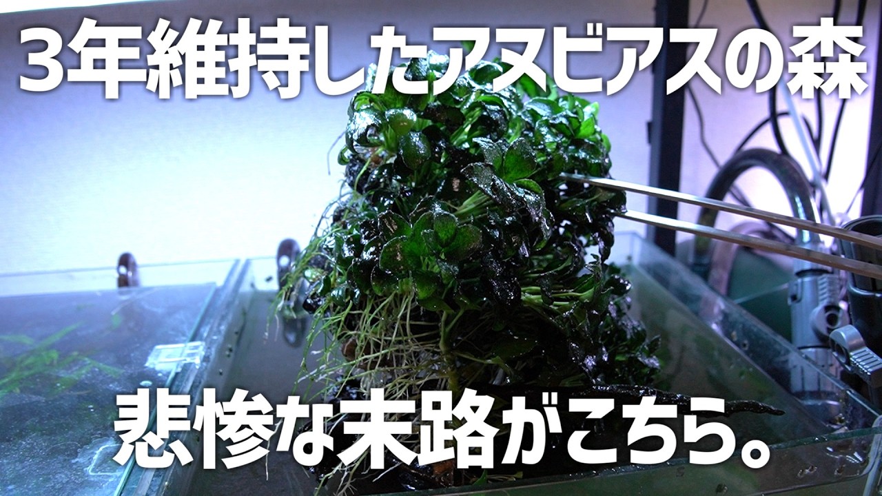遂にこうなったか…3年間維持したアヌビアスの森水槽の末路が悲惨。#577【アクアリウム】
