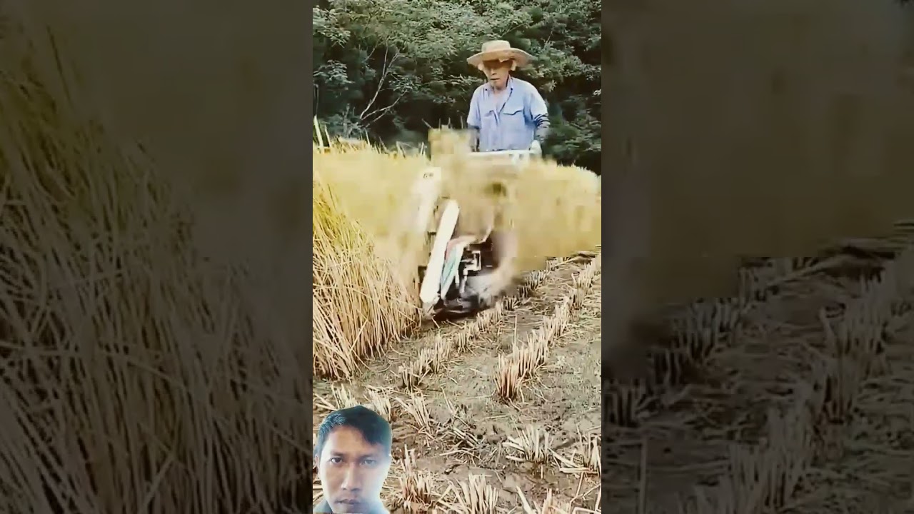 Practical Rice Harvesting with Mini Portable Machine: Cut and Tie at Once! #agriculture