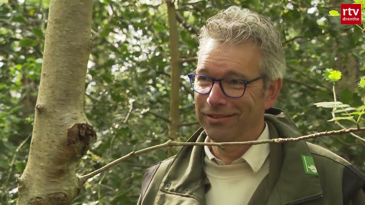 De Amerikaanse vogelkers: een zegen of een plaag?