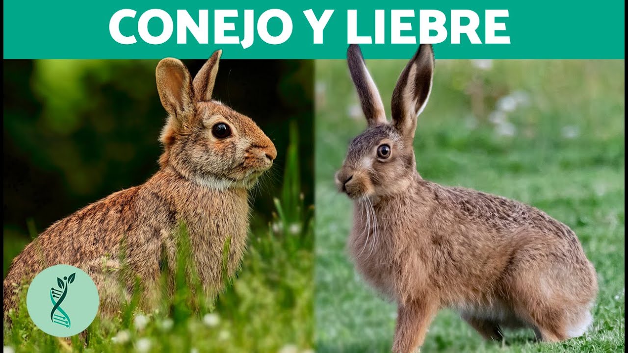 ¿Qué DIFERENCIA al CONEJO de la LIEBRE? 🐰 (Conejo vs Liebre, Características y Similitudes)
