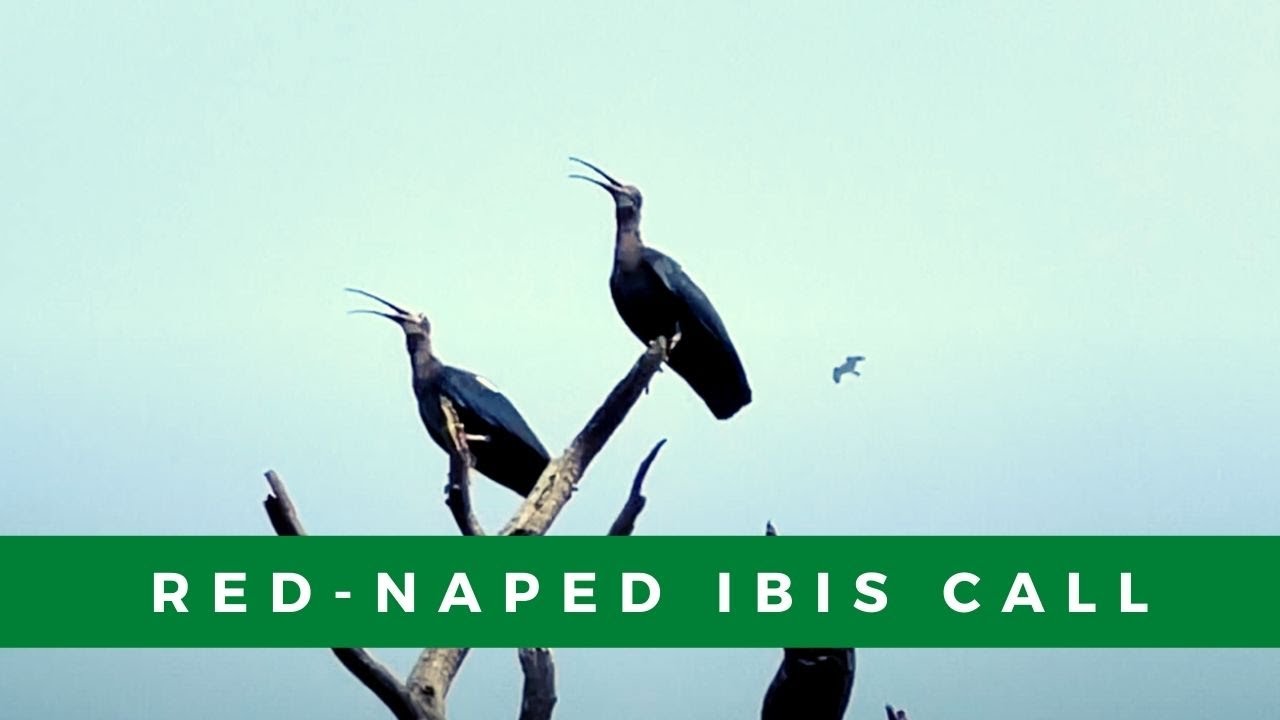 Red-naped ibis (aka Indian black ibis) call | What does a red-naped ibis sound like?