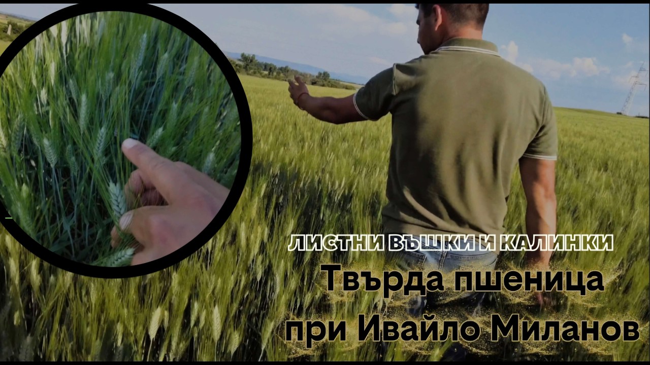Твърда пшеница на бедно поле, но с добър резултат