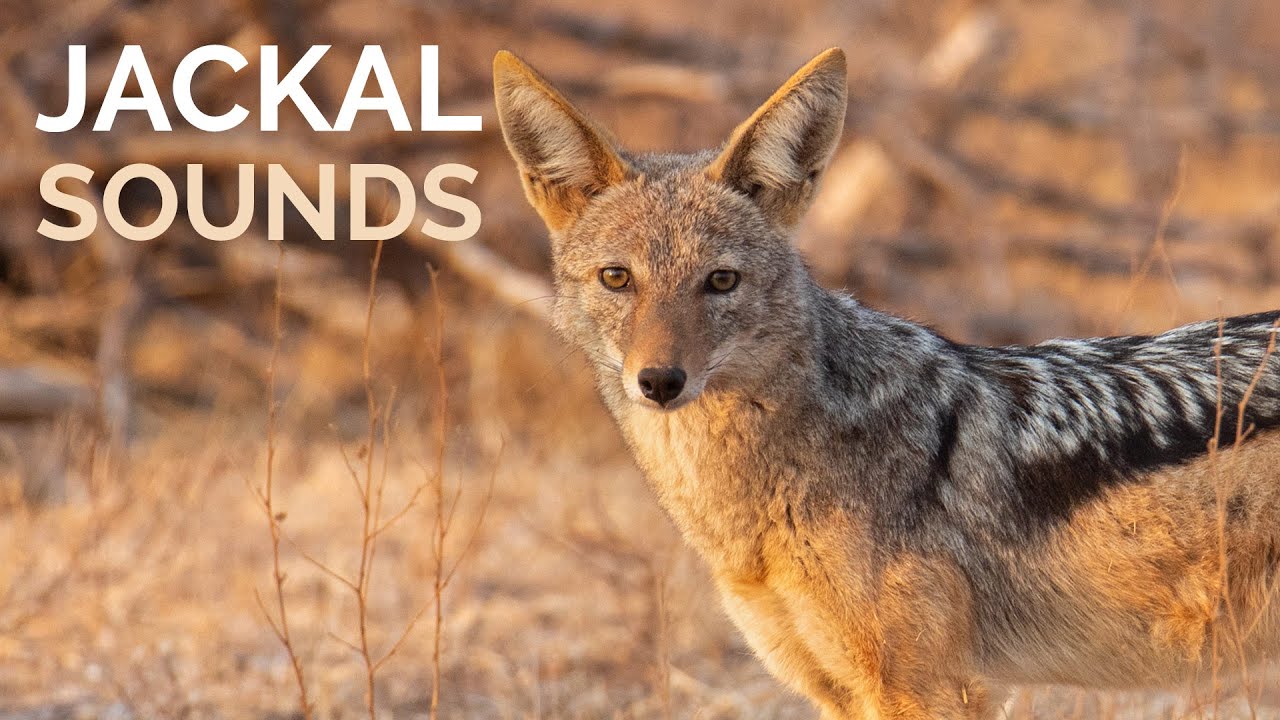 Jackal Sounds - Howling & barks of Black-backed Jackals at night in Africa