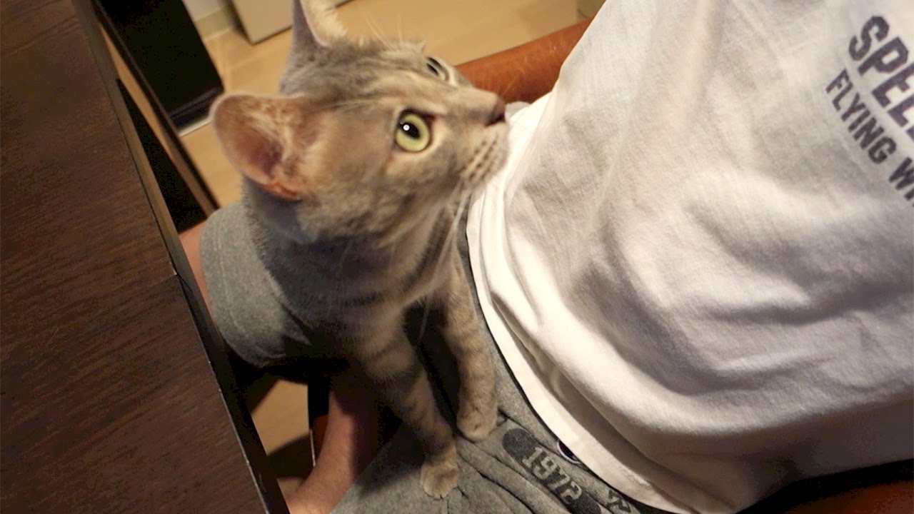 ふみふみマッサージ - Cat Massage -