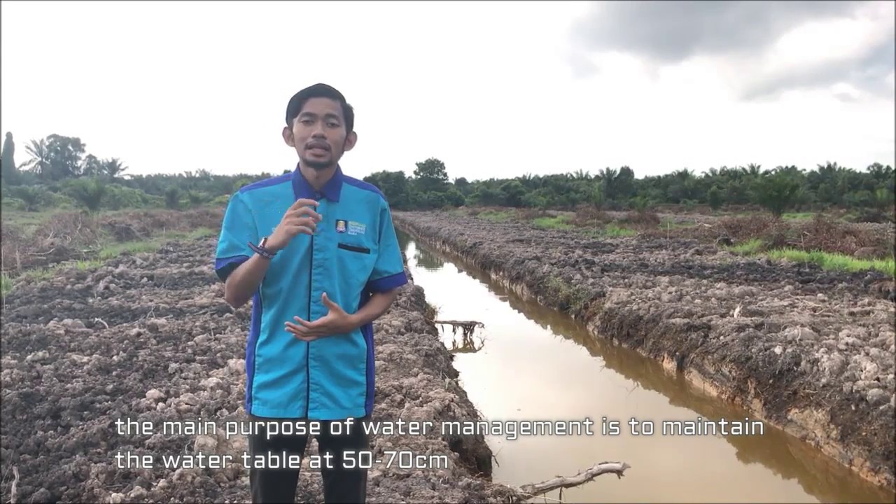GOOD AGRICULTURAL PRACTICE ON PEAT SOIL   in Oil PALM Plantation by Syed(UiTM)