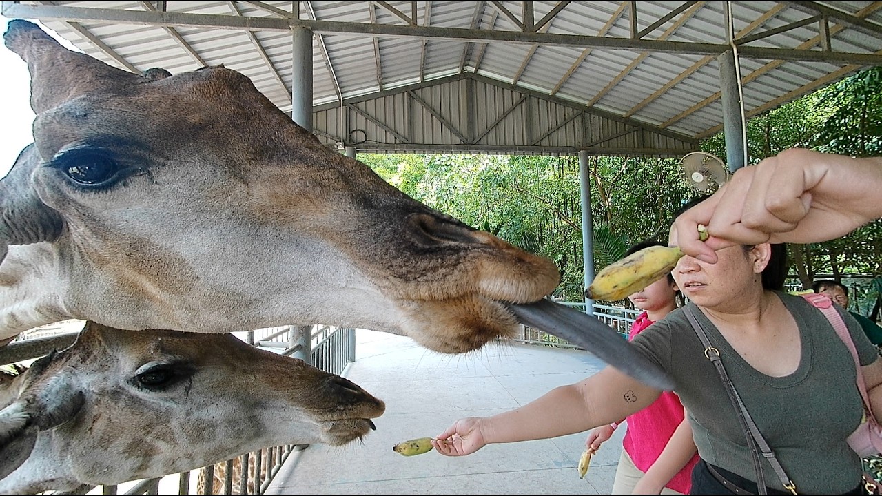 Feeding Giraffes & Elephant Show | Phnom Penh Safari Zoo Walk (Part 2)