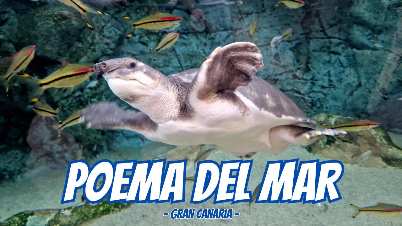 Ausflugstipp!!! Rundgang durch das Aquarium Poema del Mar | Las Palmas / Gran Canaria