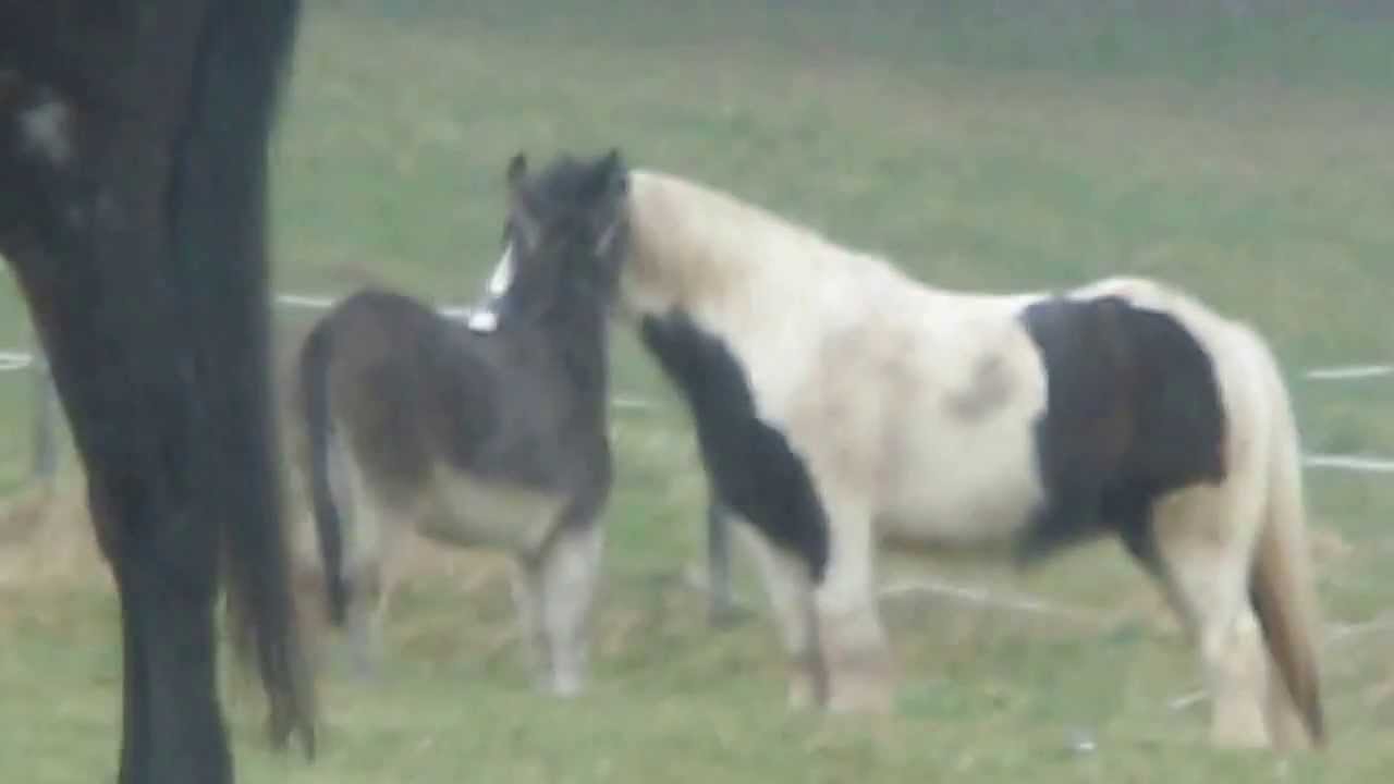 Beppo v  15 03 14 Talhausen 003