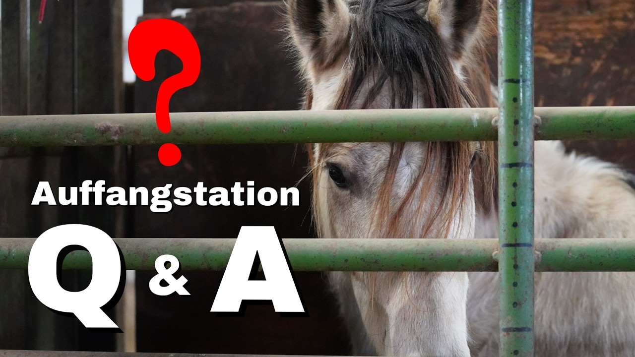 Was Du Dich schon immer über die Mustangs gefragt hast beantworten wir hier 👇