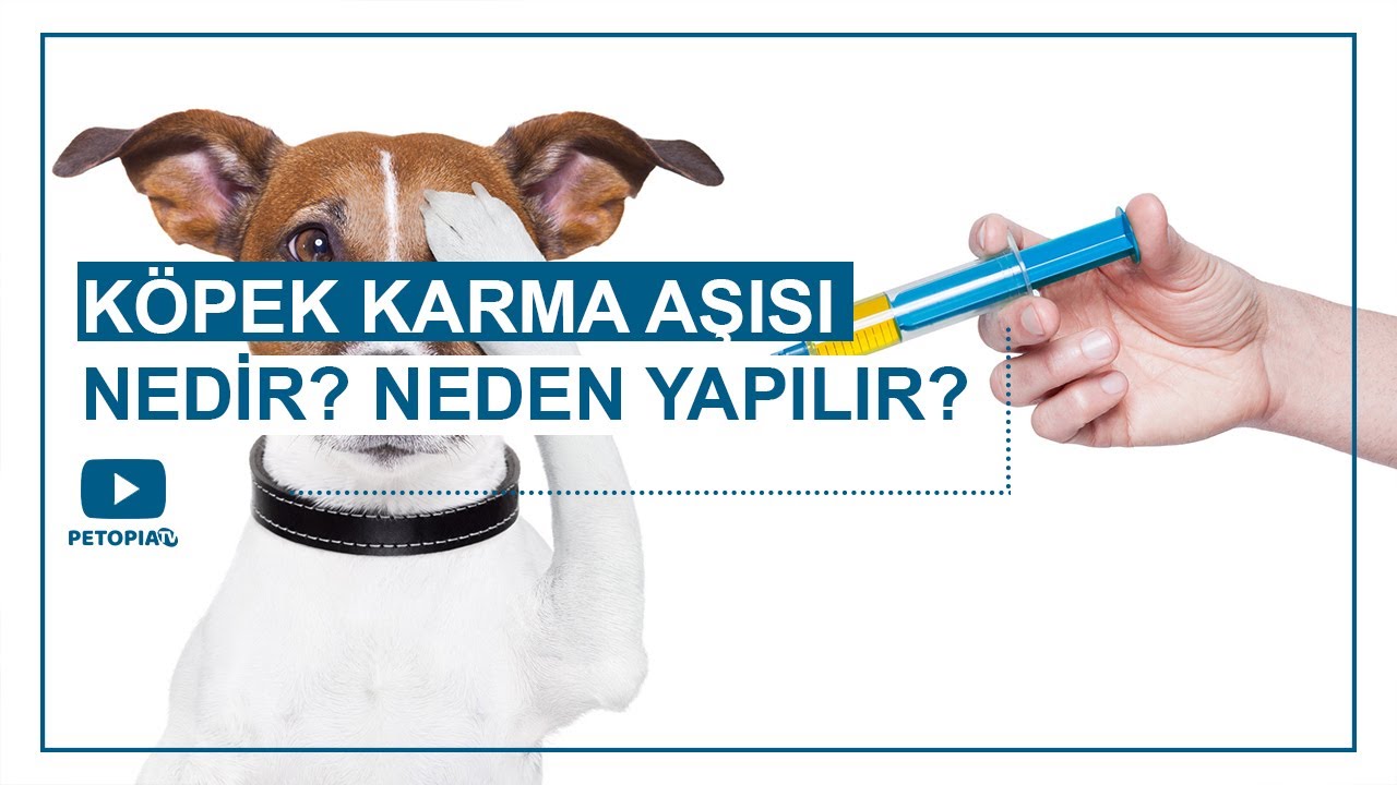 Köpek Karma Aşısı Nedir? Neden Yapılır?💉🐾