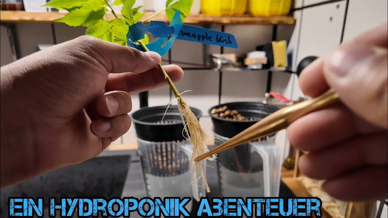 Wenig vs. VIEL LICHT - Das EXPERIMENT | Grow-Story von Setup bis erste Schritte | 1 von 8