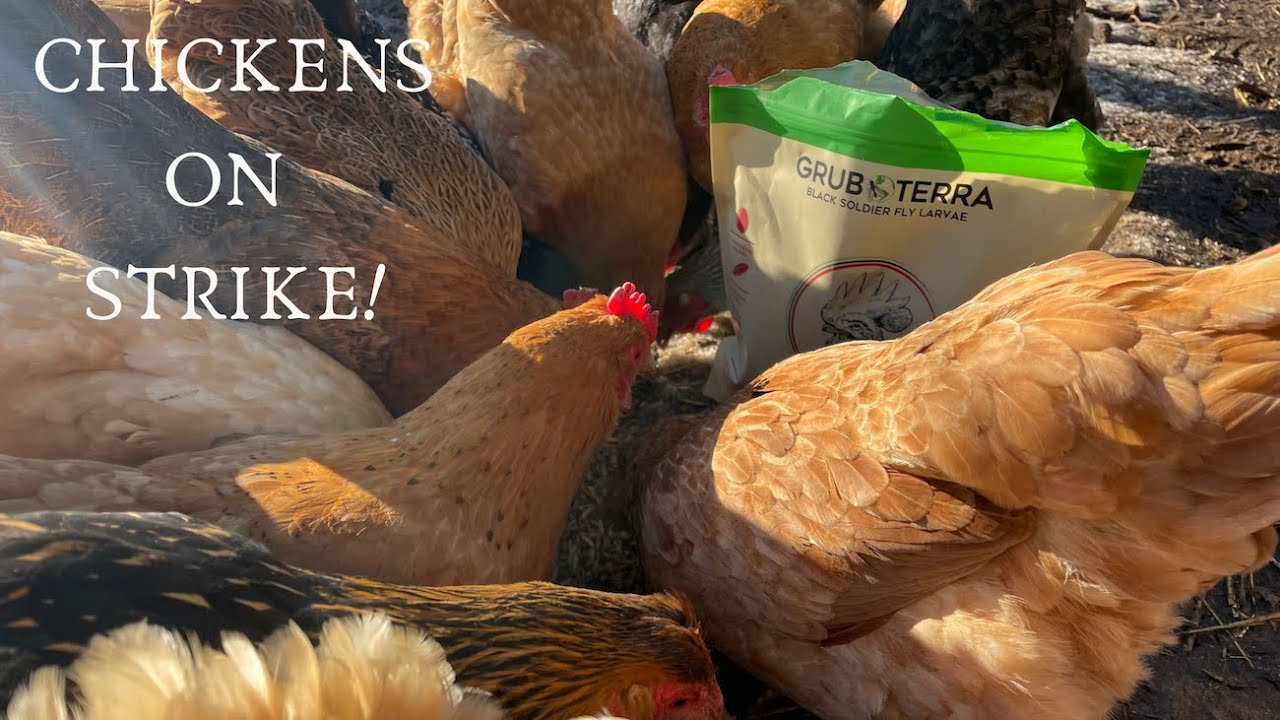 Get MORE EGGS From Your Chickens In Winter