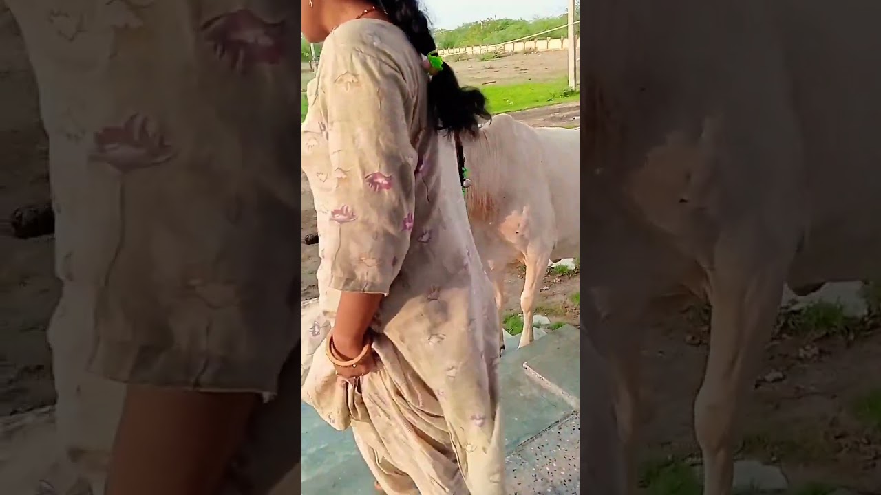 #savethecow#helptheanimals#feedtheanimals#amazing #music