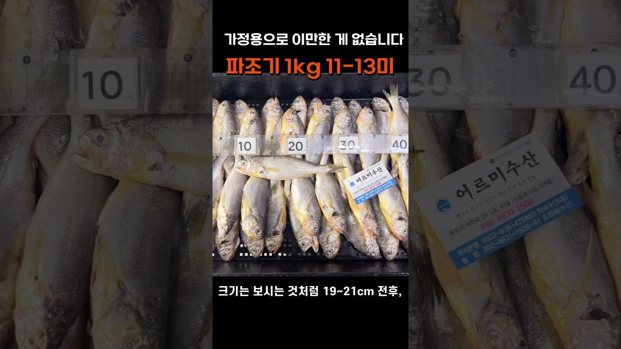 가정용으로 이만한 게 없습니다 &mdash; 파조기 1kg 11~13미  #파조기 #참조기 #A급파지 #가정용조기 #목포참조기