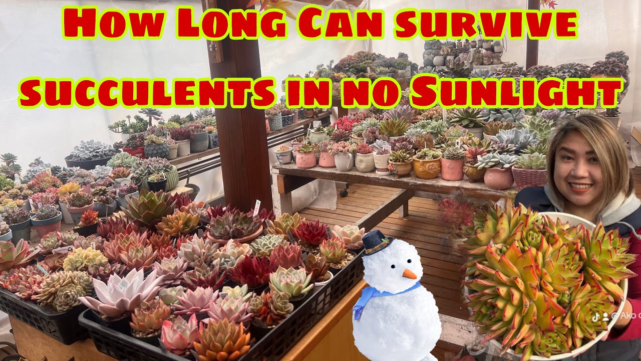 Survival Succulents in Two weeks No Sunlight /palavarn 