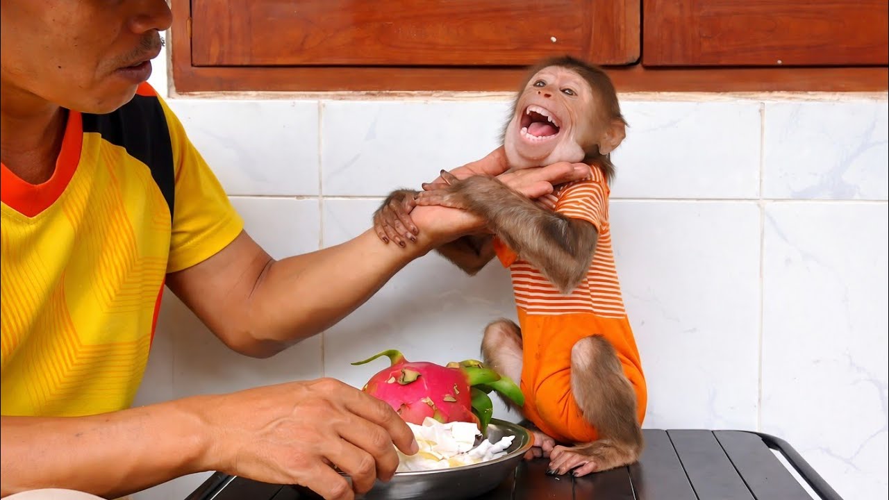 Baby Monkey Cubin&rsquo;s Fruit Feast With Dad 😂 So Cute & Funny You&rsquo;ll Watch Twice