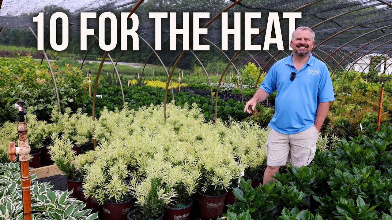 10 Evergreens That Can Take the Heat!!