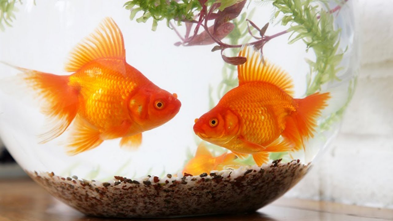 8 cara memelihara ikan mas koki didalam aquarium rumah