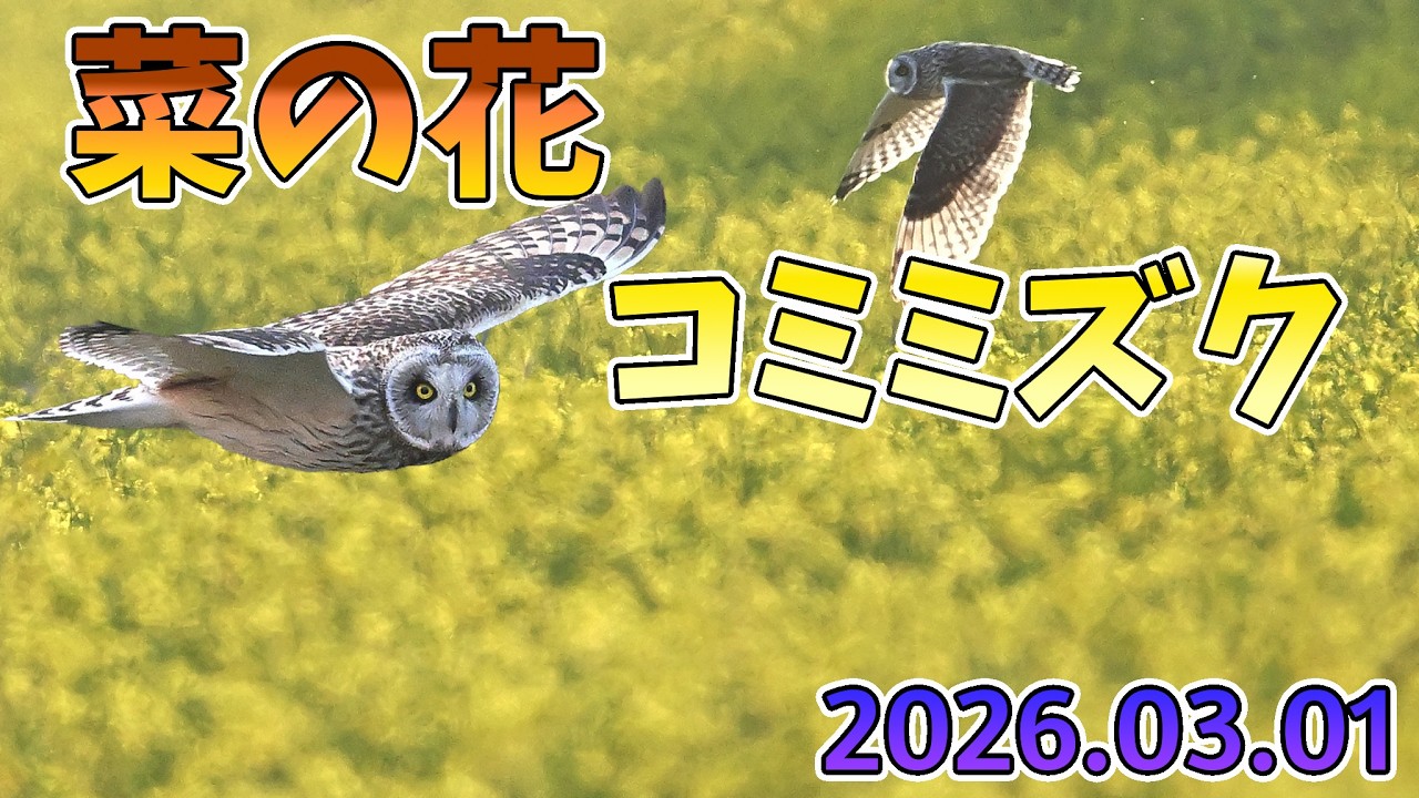 菜の花コミミ,逆光狙い（20260301）4K　3分43秒