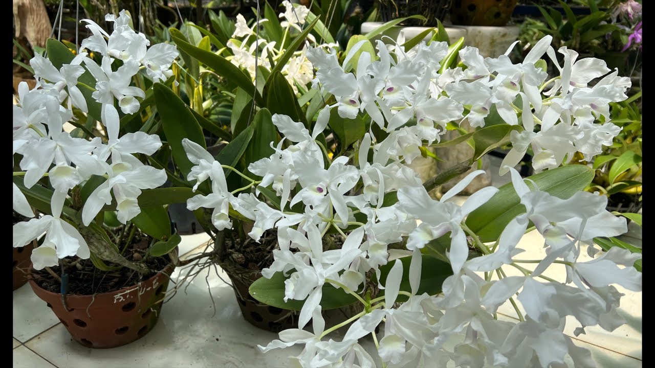 Lan cattleya skineri, hoa lan Xuân-0834608769- LAN RỪNG LÂM ĐỒNG