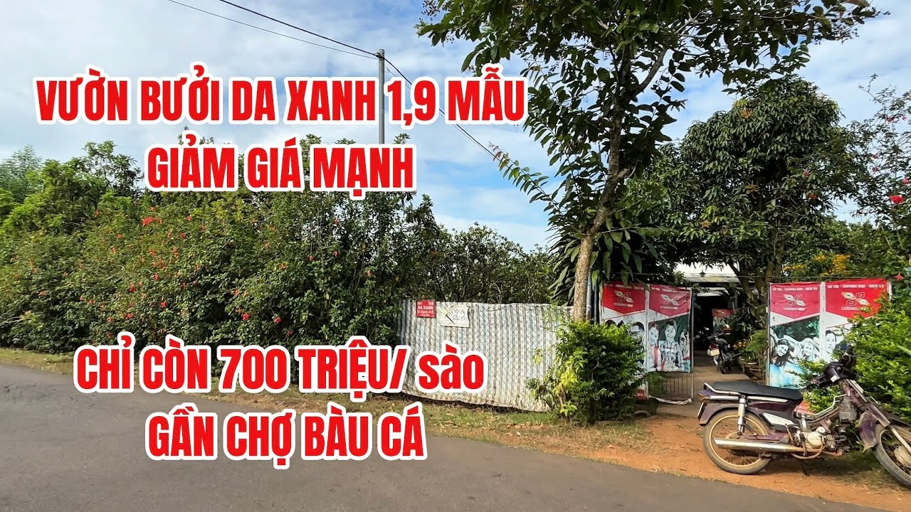 Ngộp bank, giảm 1.9 tỷ bán gấp vườn bưởi da xanh 1,9 mẫu gần chợ Bàu cá #đất_đồng_nai 