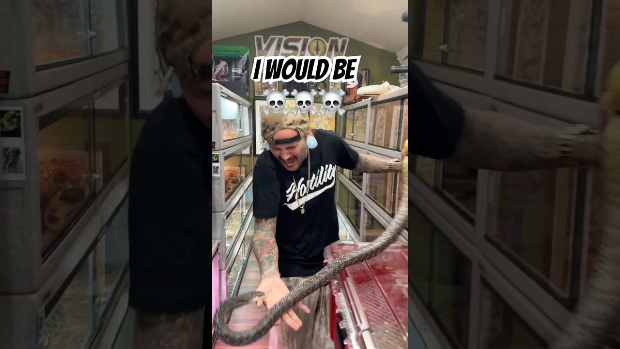 Would of been a goner 😂 #snakebite #snake #shorts #training #reptiles #animals #wildlife