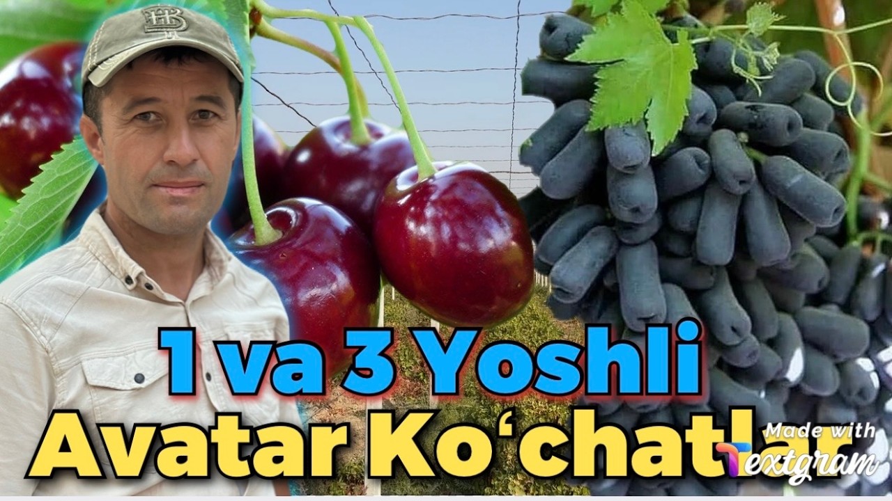 🌼 “Vodiy Gullari” — sifatli ko‘chatlar, arzon narx va keng tanlov! 3 yoshli Avatar koʻchatlari.