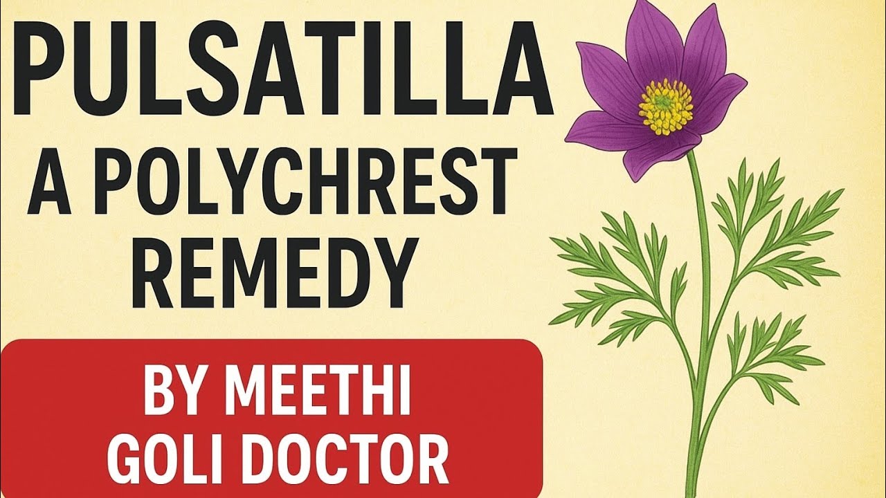 Pulsatilla A Polychrest remedy explain easy way to learning #meethigolidoctor