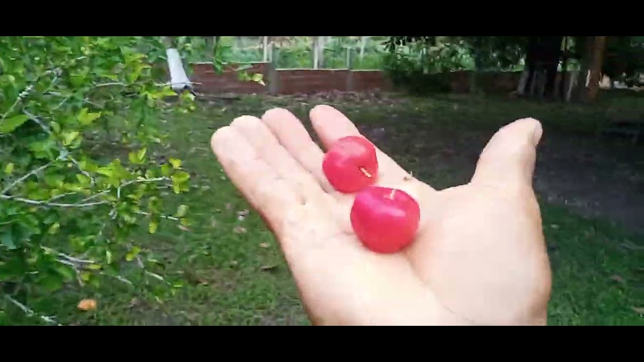 Mas uma colheita de frutas 
