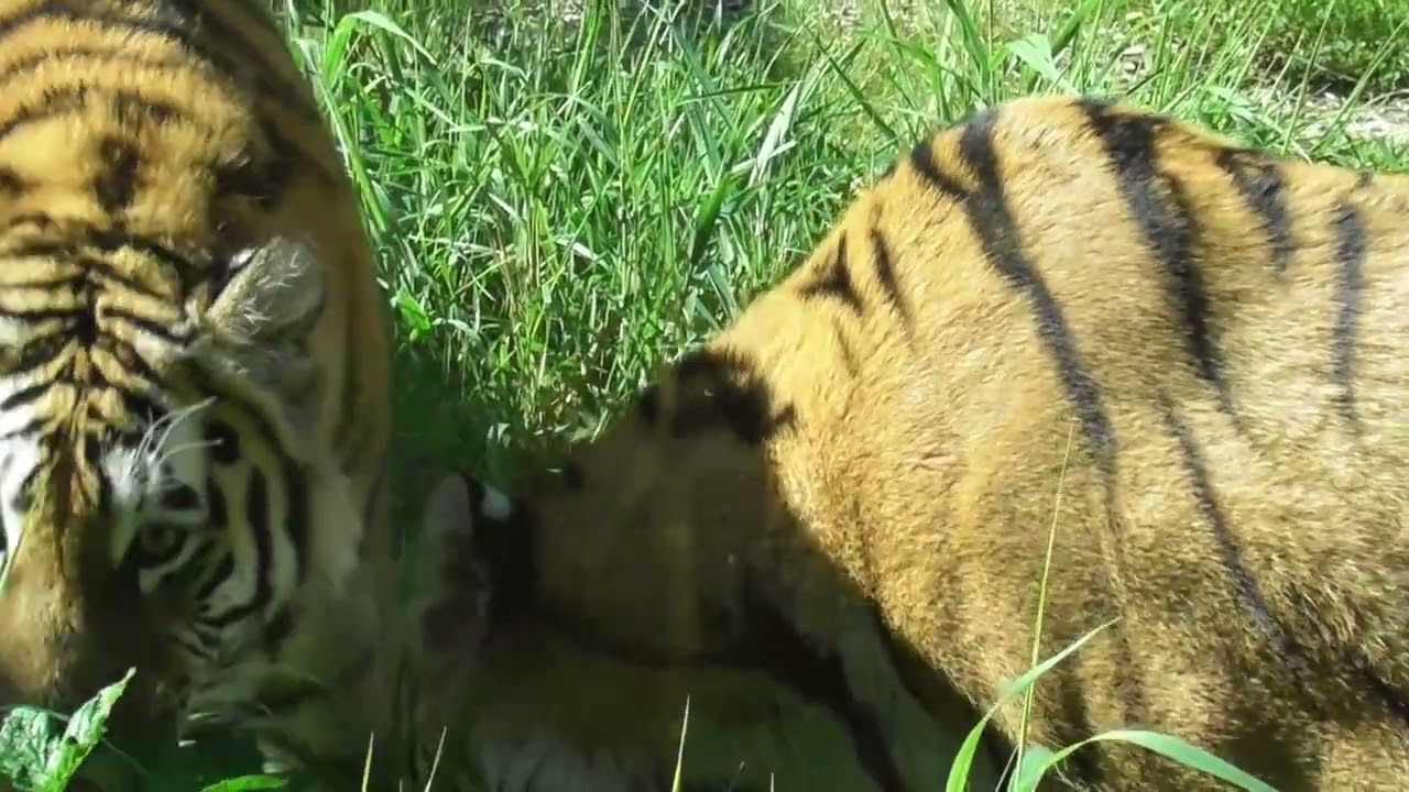 Nordens Ark: Zoo Tour Part 1