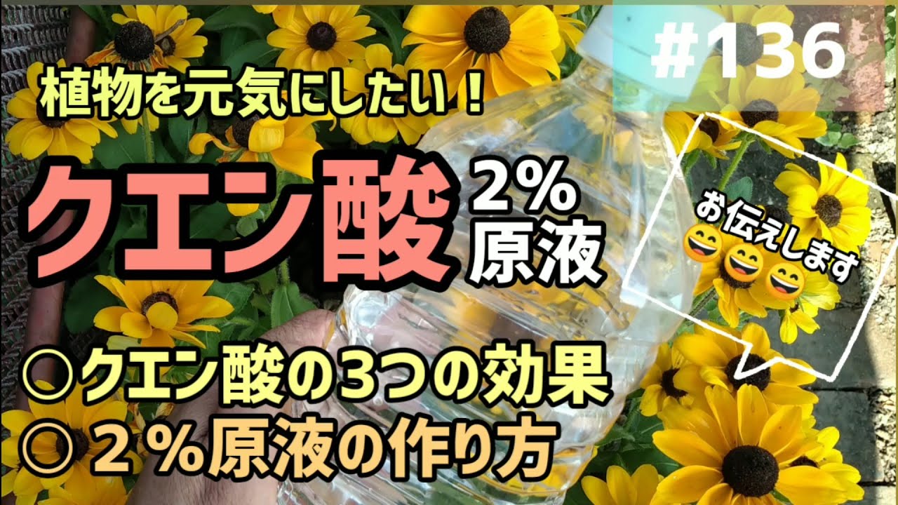 #136 夏の暑さ対策！植物を元気にしたい時はクエン酸！クエン酸の3つの効果とクエン酸2％原液の作り方をお伝えします😄😄