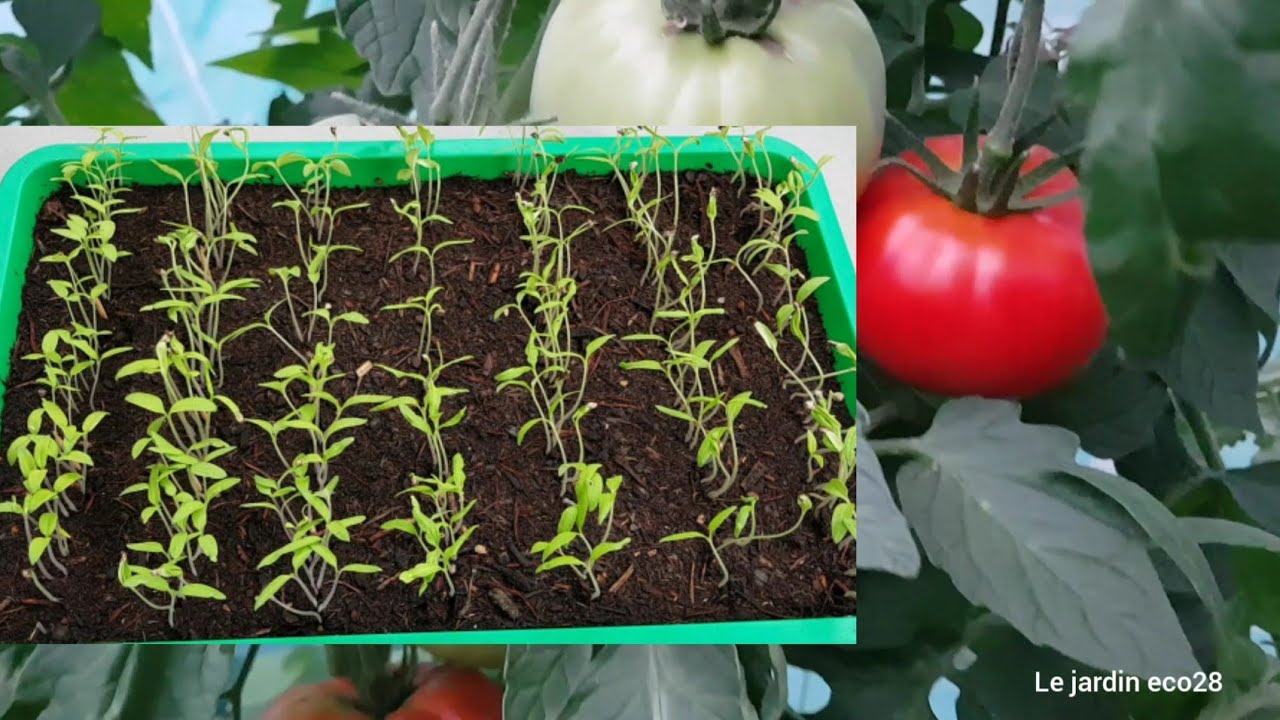 Semis de Tomates étape par étape 2020