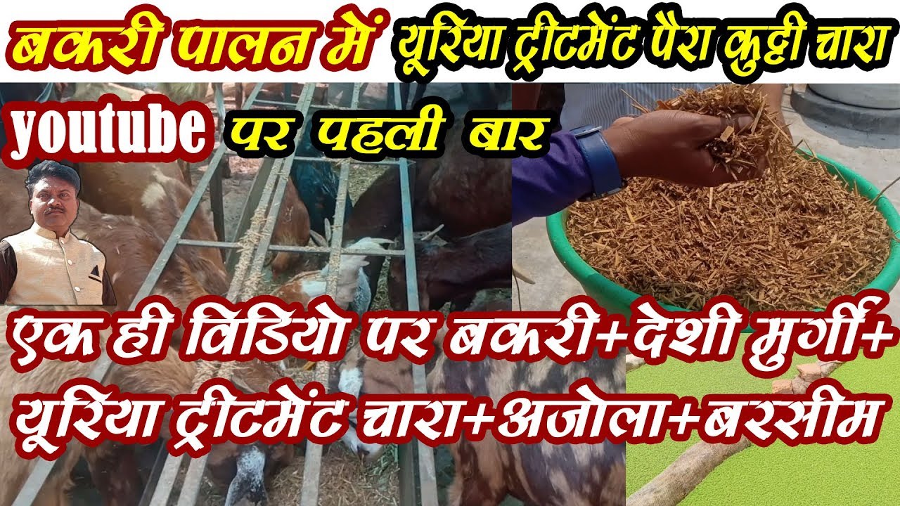 #goatfarm #bakripalan #deshimurgi ।एक ही वीडियो पर बकरी +मुर्गी +युरिया ट्रीटमेंट पैरा कुट्टी+ अजोला