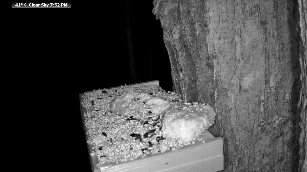 Wildlife Feeder: 🔴 24/7 Live | Birds, Deer, Flying Squirrels| Nicolet Forest, Northern Wisconsin