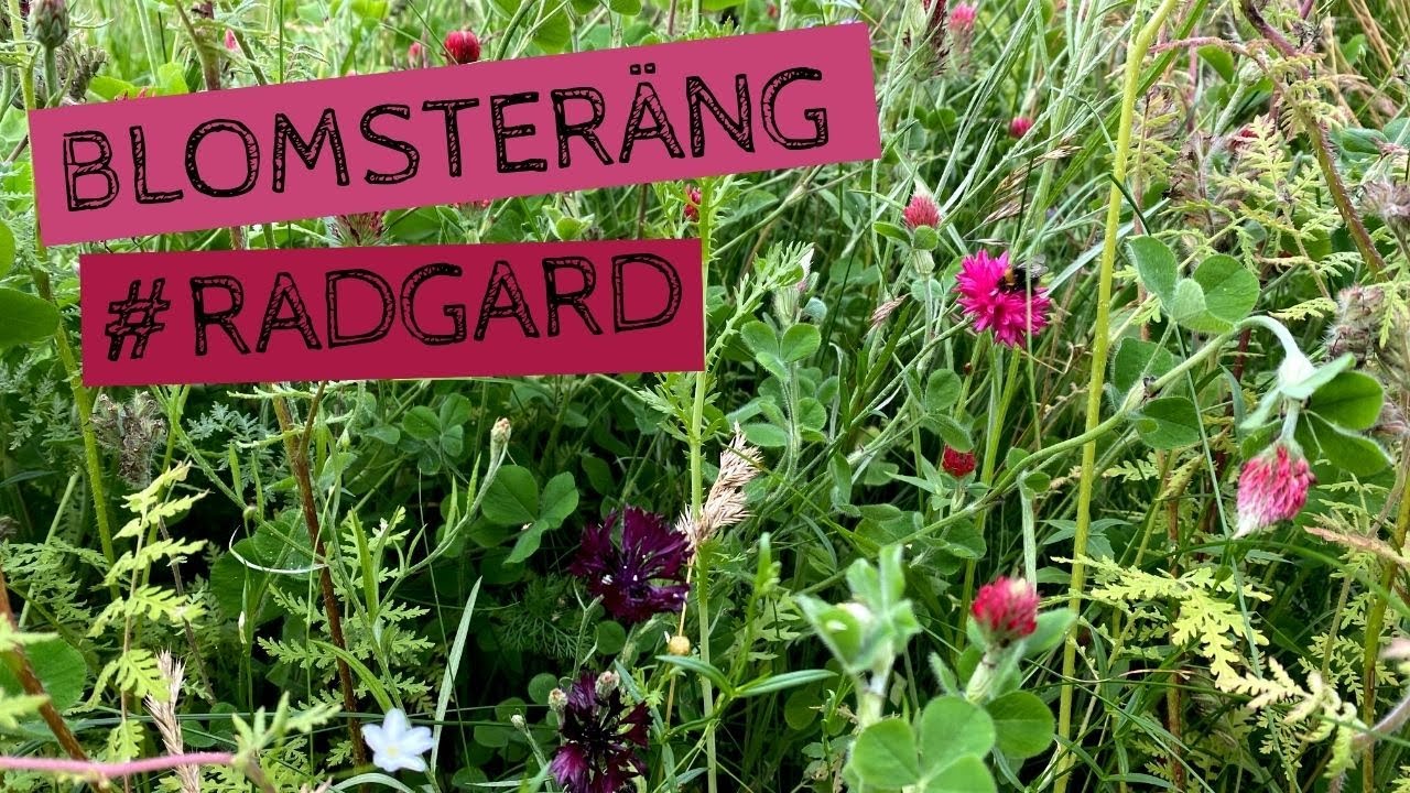 Att skapa en BLOMSTERÄNG på gräsmattan - Ett försök till #radgard och en bädd med LIN