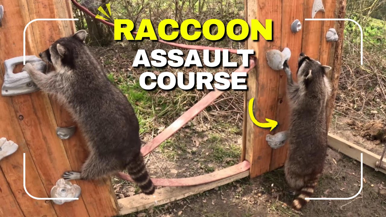 Creating a Raccoon Assault Course | At the Zoo