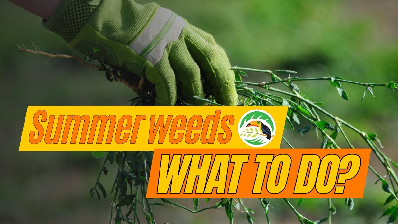 Identifying the Top 4 Most Hated Summer Weeds & How to Treat Them!