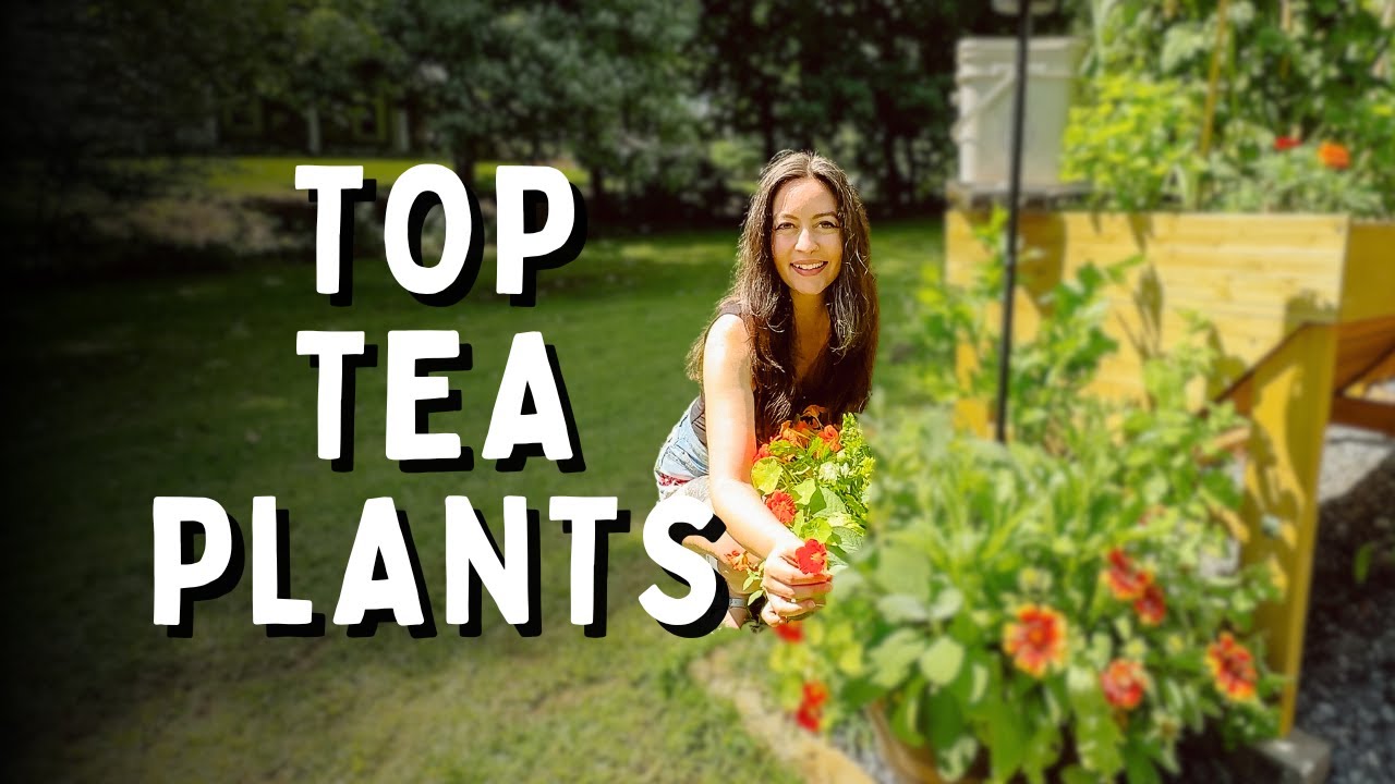 5 Plants You're Missing In Your Tea Garden