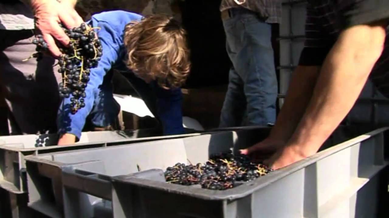 VINIFICATION EN A'L'ANCIENNE TRADDITIONAL