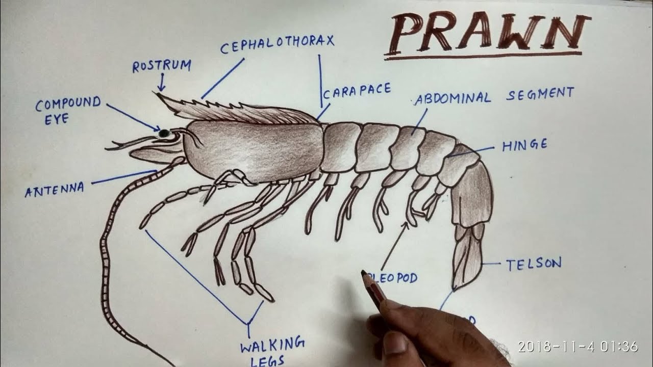How to draw prawn