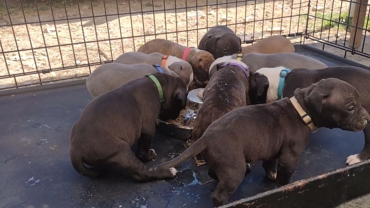 4 week old puppies eating mush American bully puppies