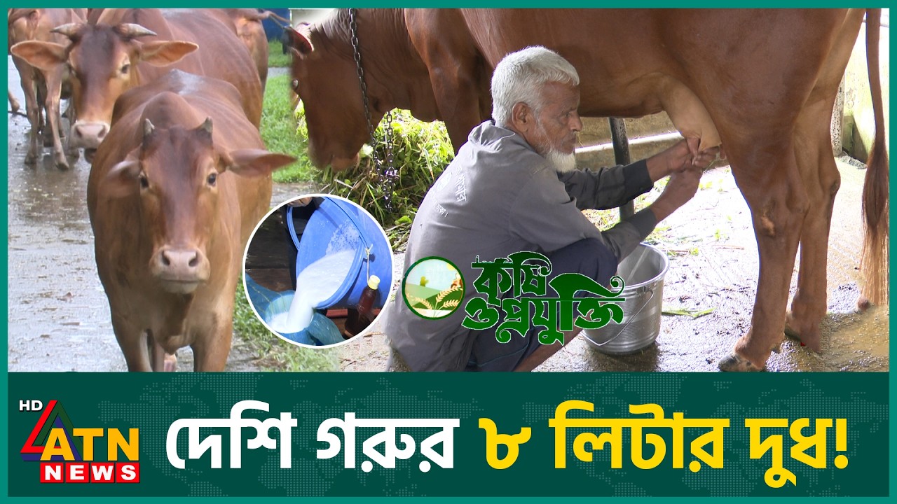 দেশি গরুর ৮ লিটার দুধ! | Krishi o Projukti | Cow Farming | More Milk | 16 Aug 2026 | ATN News