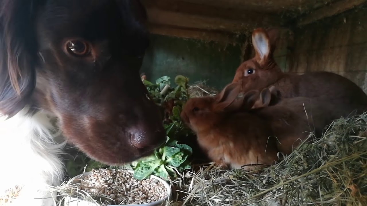 Der Kleine M&uuml;nsterl&auml;nder in Haus und Hof.... Haustiere