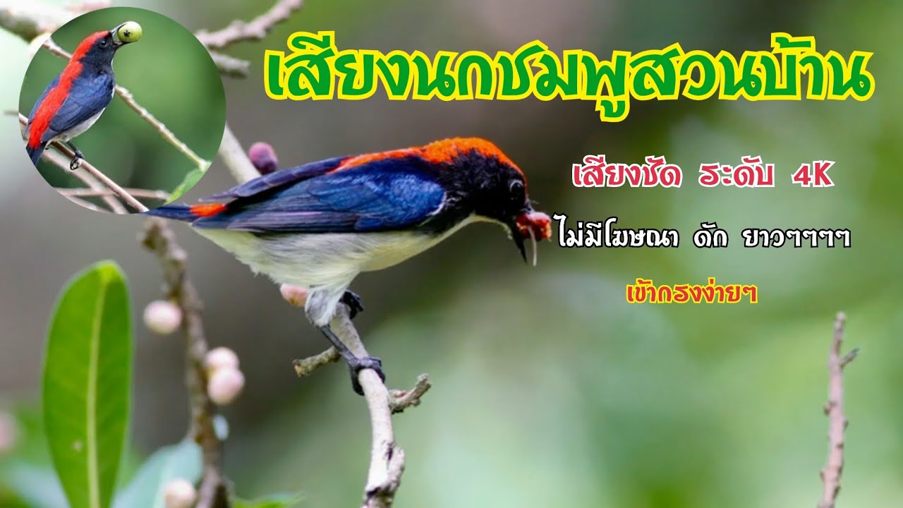 นกชมพูสวนบ้าน 