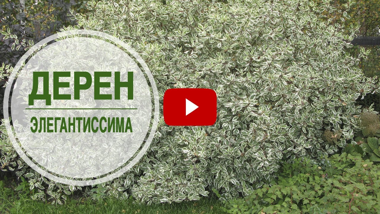 Что посадить в саду? 🌟 Дерен элегантиссима ➡ Обзор эксперта hitsadTV