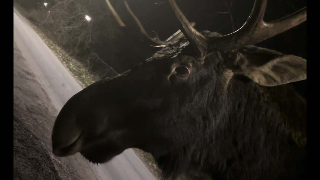 Bliskie spotkanie z majestatycznym ŁOSIEM!