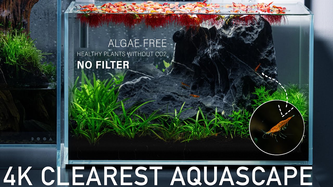4K ULTRA CLEAR Nano Aquarium - No Filter, Pond Style. (Desk Tank)