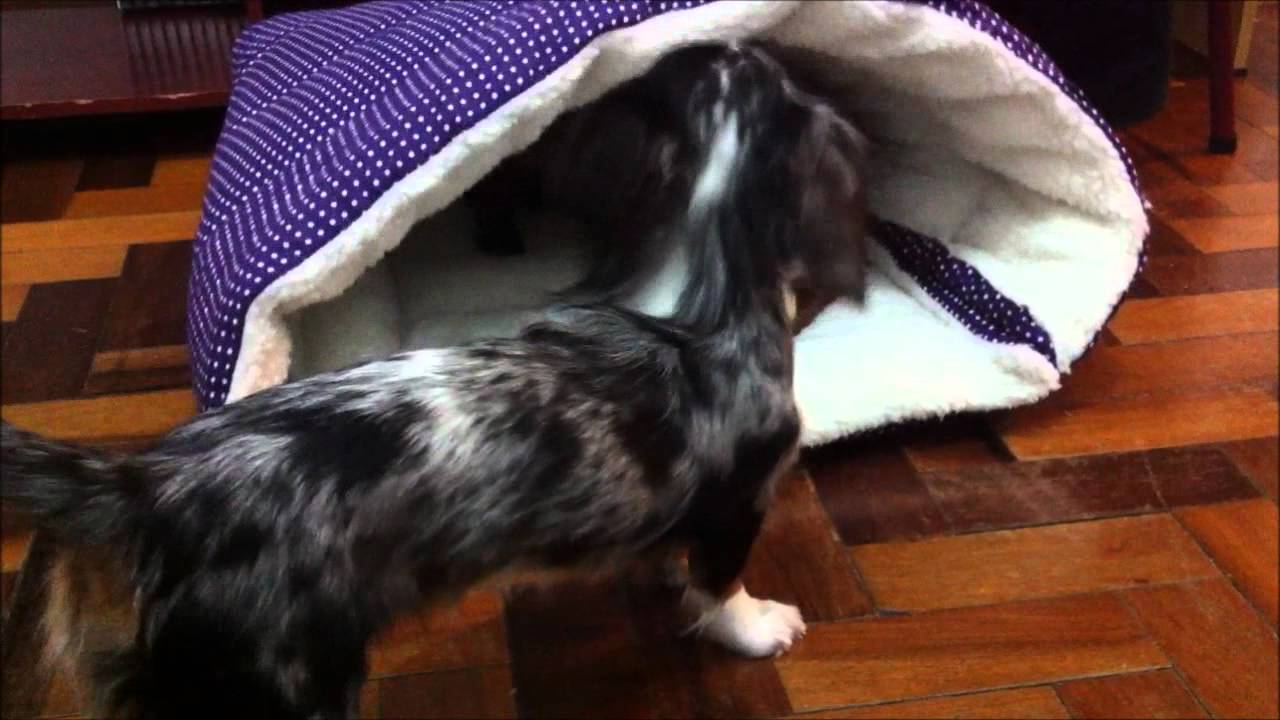 How to make your dachshund crazy happy